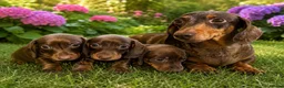 Miniature Dachshund dogs for sale: 🐾 Beautiful Dachshund Puppies ❤️ - Advert 8