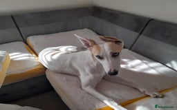 Mixed Breed dogs for sale: Lurcher - Image 3