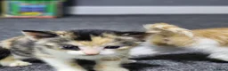 Mixed Breed cats for sale: Playful and Sweet Kittens Looking for a New Home! - Advert 9