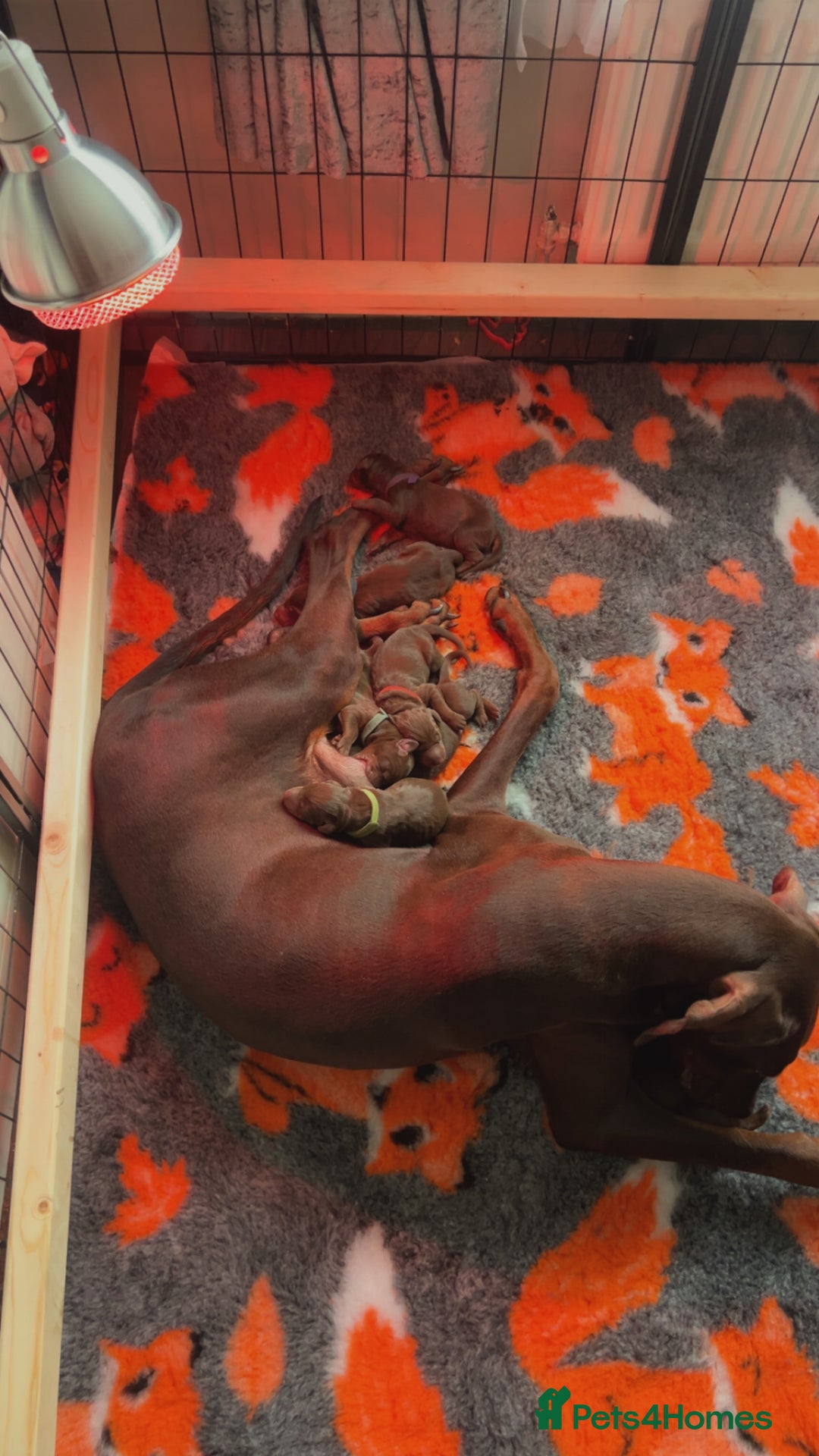 Dobermann dogs for sale: Beautiful litter of Doberman puppies  - Image 23