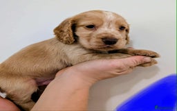 Cocker Spaniel dogs for sale: Beautiful Cocker Spaniel puppies - Image 4