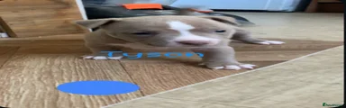 Tyson