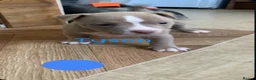 American Bully dogs for sale: American pocket bully puppies - Advert 8