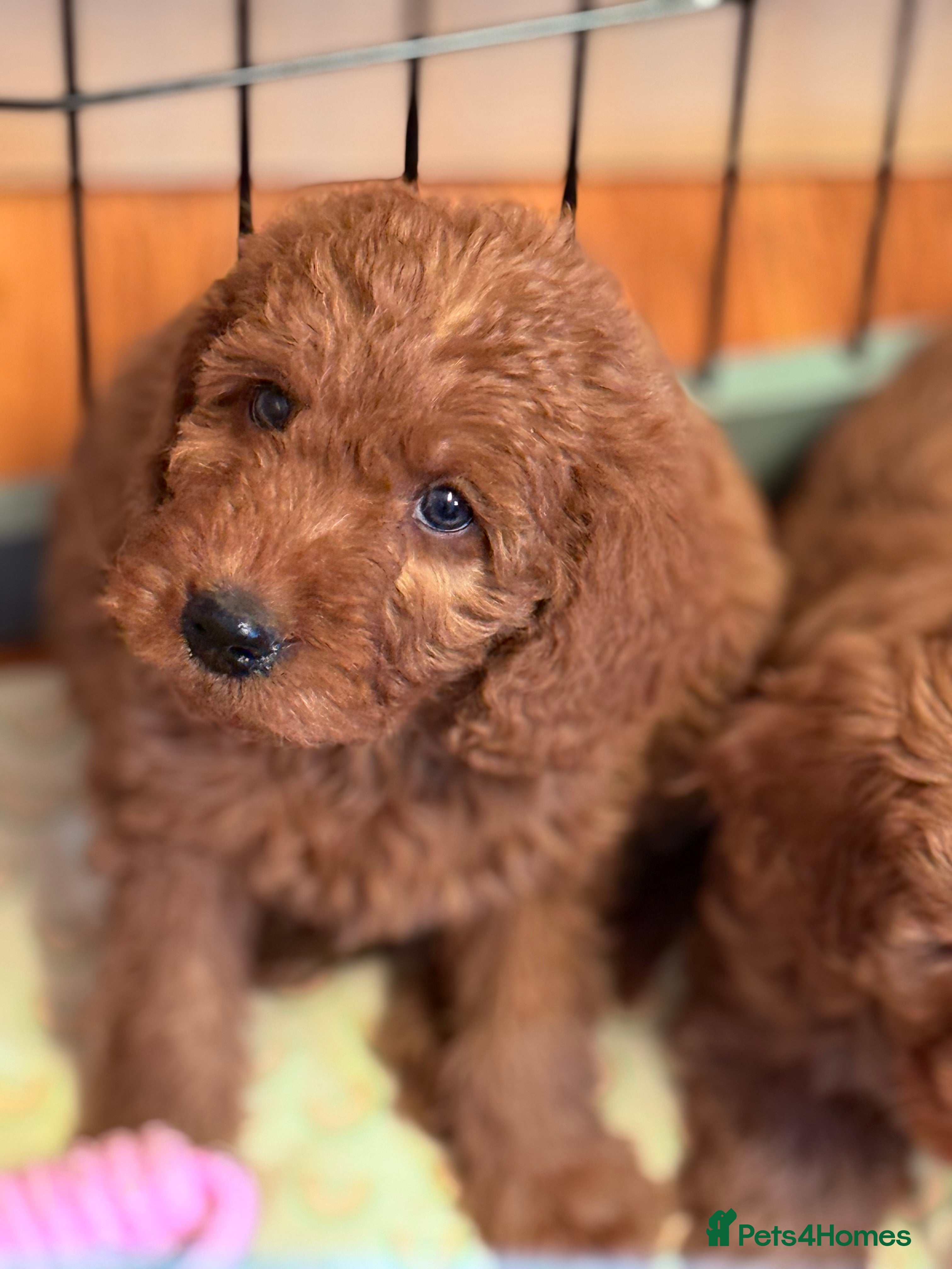 Labradoodle dogs Australian labradoodles  - Advert 3