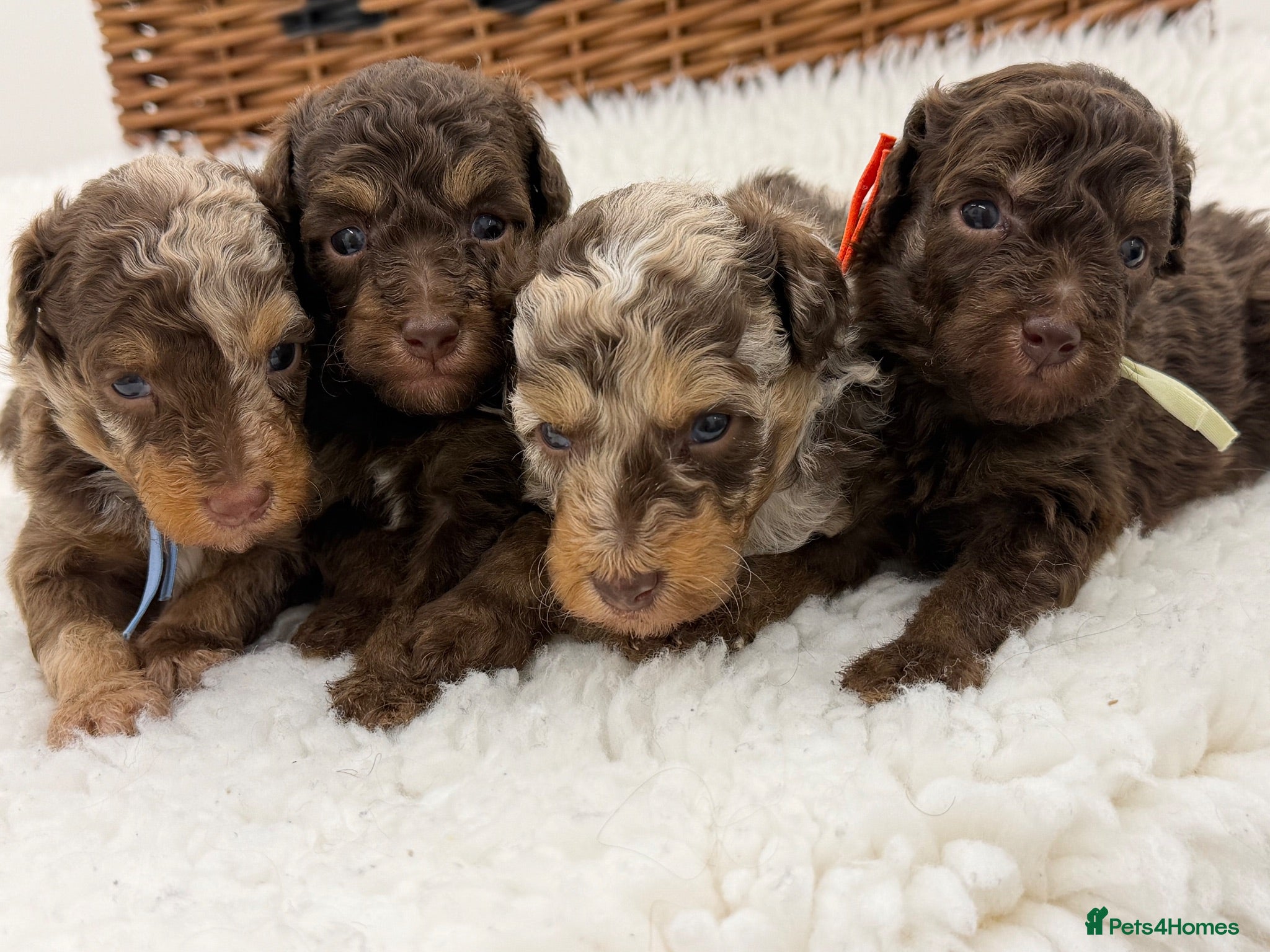 Toy Poodle dogs E ** tensively health tested toy poodles  - Advert 2