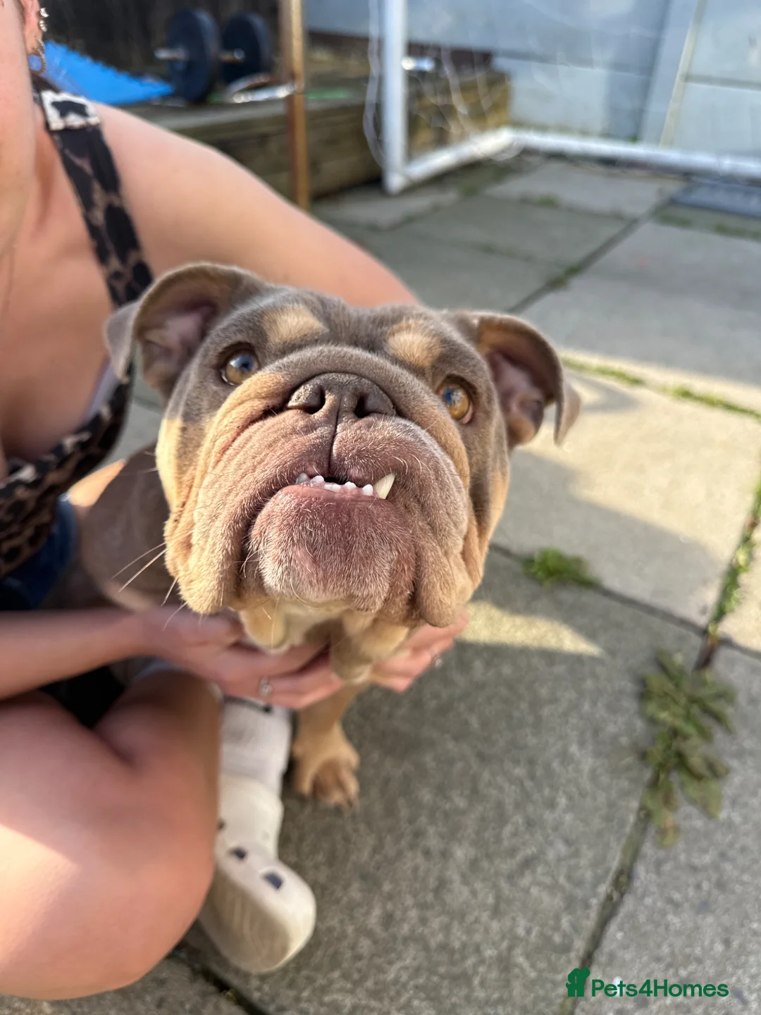 English Bulldog dogs for sale: Stunning English bulldog 2x leo lines - Advert 6