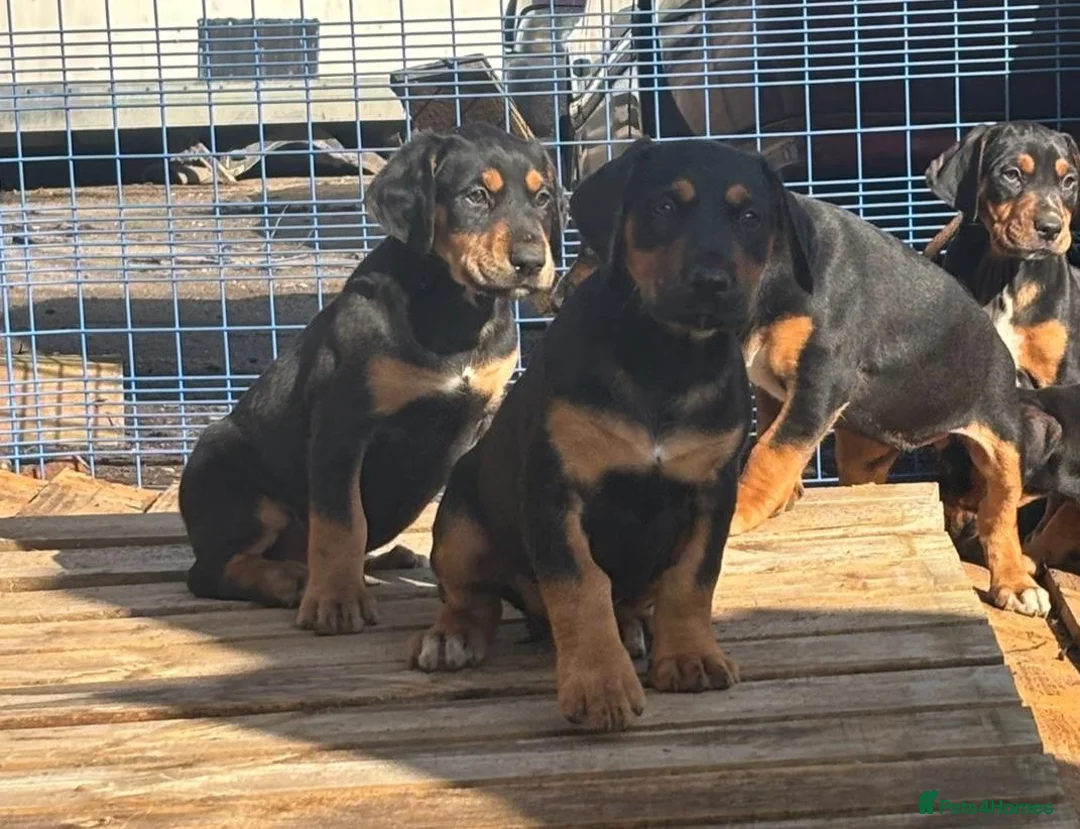 Mixed Breed dogs for sale: Lurcher x dobermen in Doncaster - Advert 28