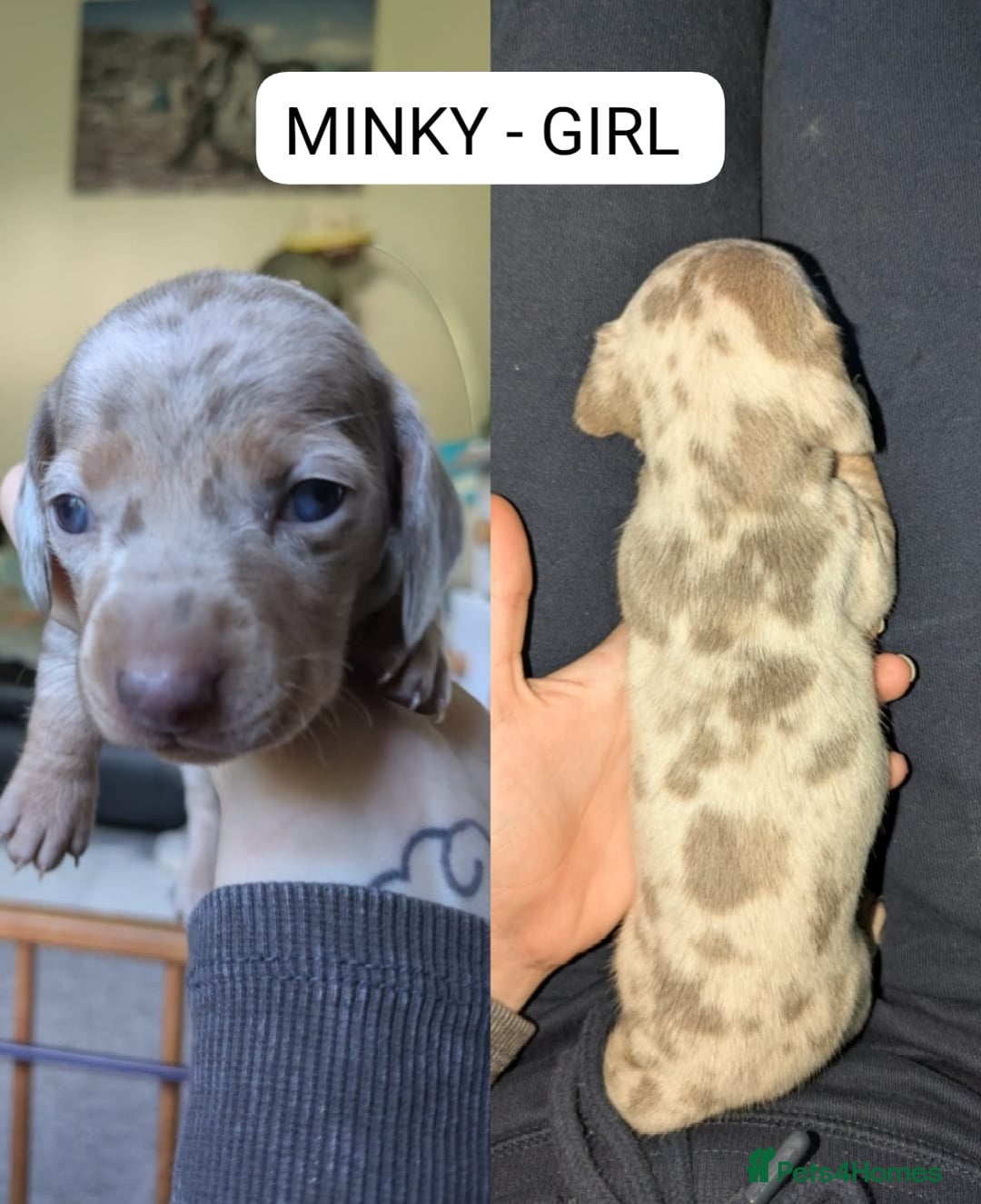 Miniature Dachshund dogs for sale: Mini dachshund’s puppies 8 weeks old - Advert 9