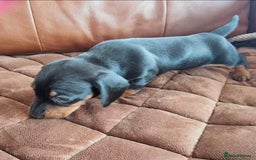 Miniature Dachshund dogs for sale: SWEET STUNNING MINIATURE DACHSHUND PUPPIES - Image 9