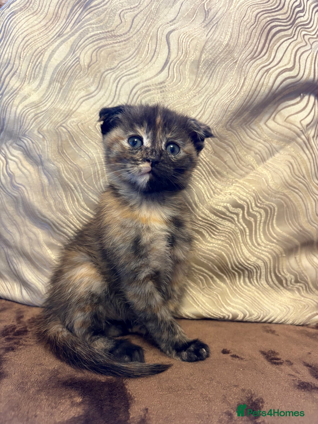 Maine Coon cats for sale: Maine coon x Scottish fold - Advert 4