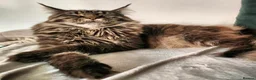 Maine Coon cats for sale: Maine Coone in Brighton - Advert 3
