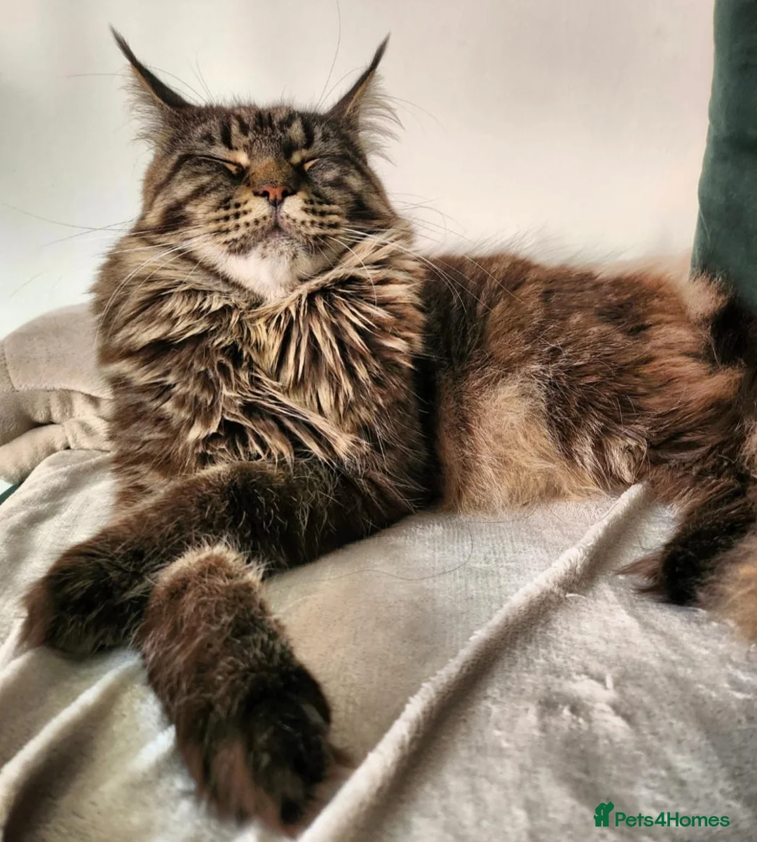 Maine Coon cats for sale: Maine Coone in Brighton - Advert 3