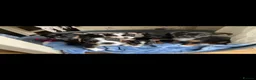Jack Russell dogs for sale: Beautiful litter of 6 puppies  - Advert 9