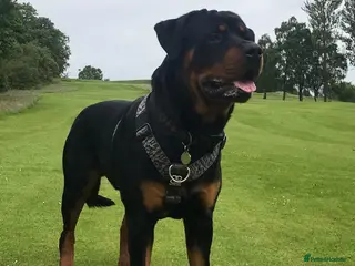 Rottweiler dogs for sale: Chunky rottweiler pups - Advert 1