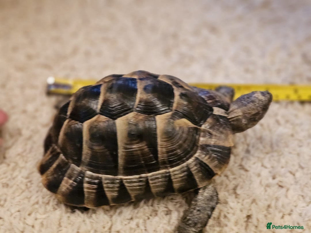 Tortoise reptiles for sale: Tortoises  - Advert 9