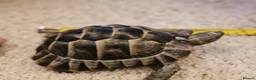 Tortoise reptiles for sale: Tortoises  - Advert 9
