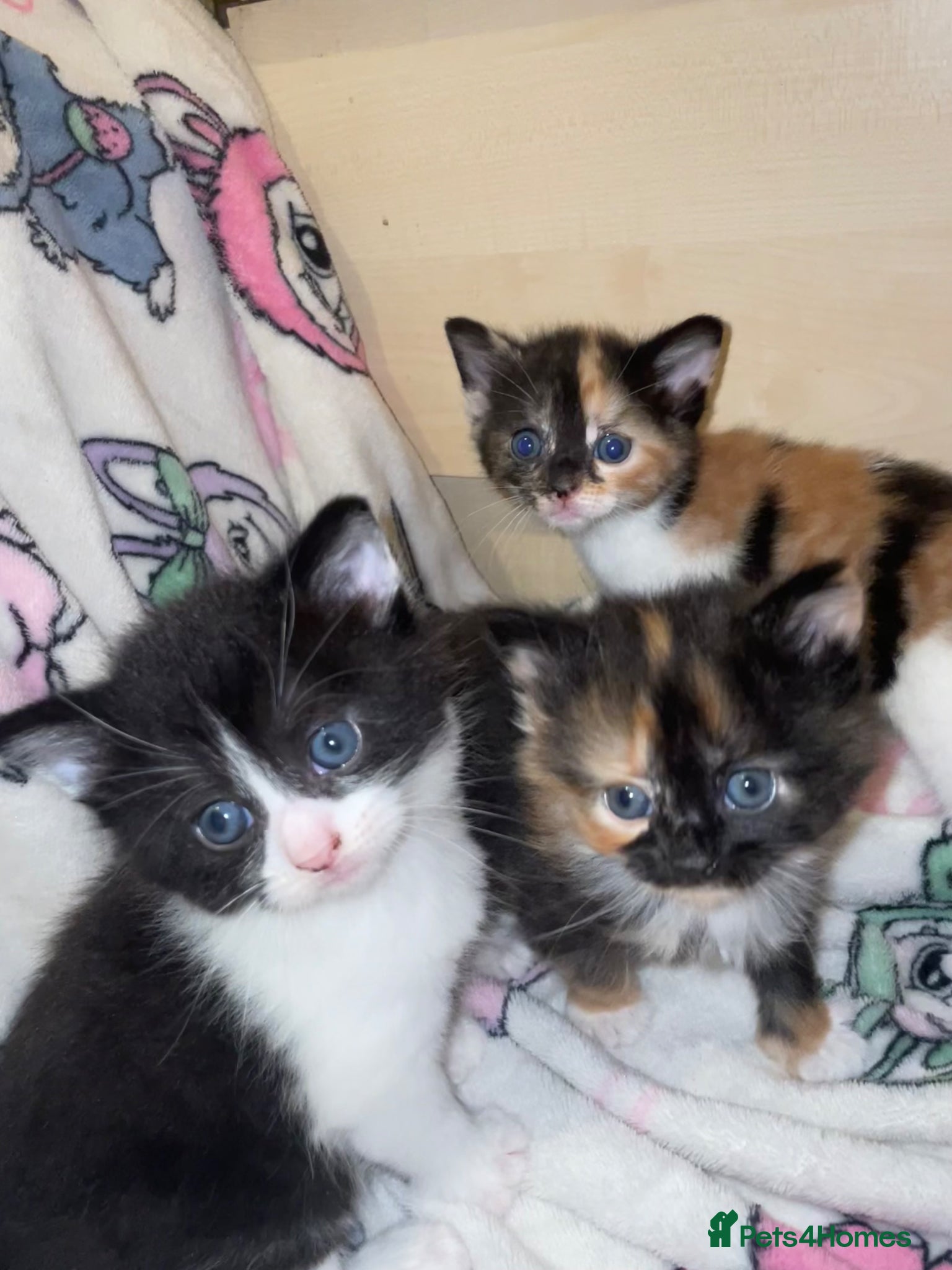 Mixed Breed cats Kittens - Advert 1