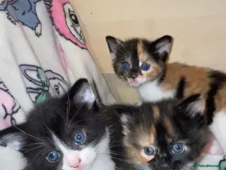 Mixed Breed cats Kittens - Advert 9