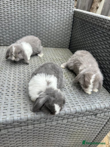 Gallery Image {{count}}