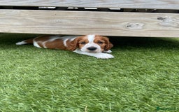 Welsh Springer Spaniel dogs for sale: One little Welsh Springer Spaniel boy!  - Image 2