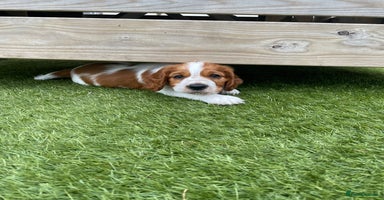 Welsh Springer Spaniel dogs - Advert 15