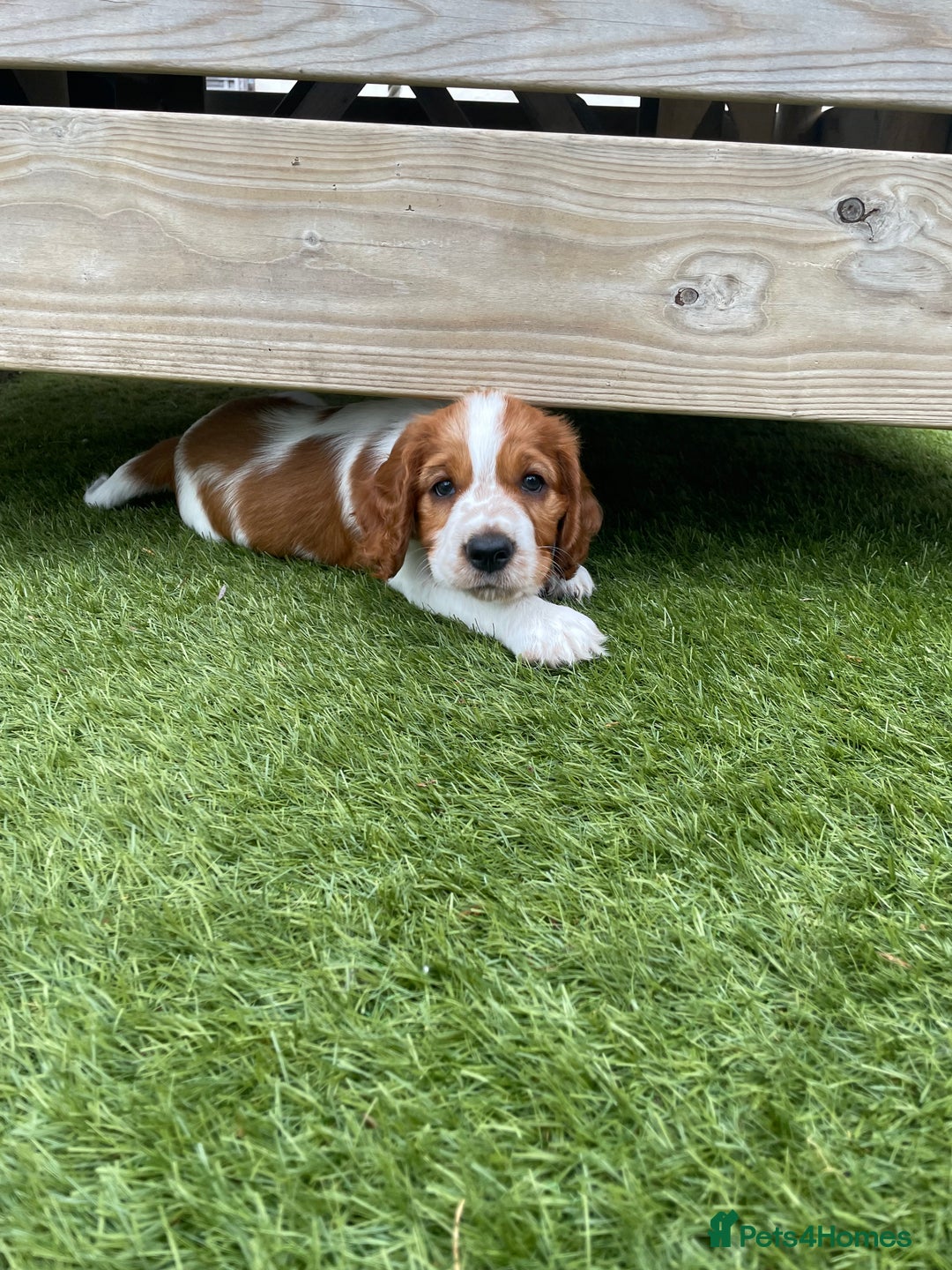 Welsh Springer Spaniel dogs for sale: One little Welsh Springer Spaniel boy!  - Image 2