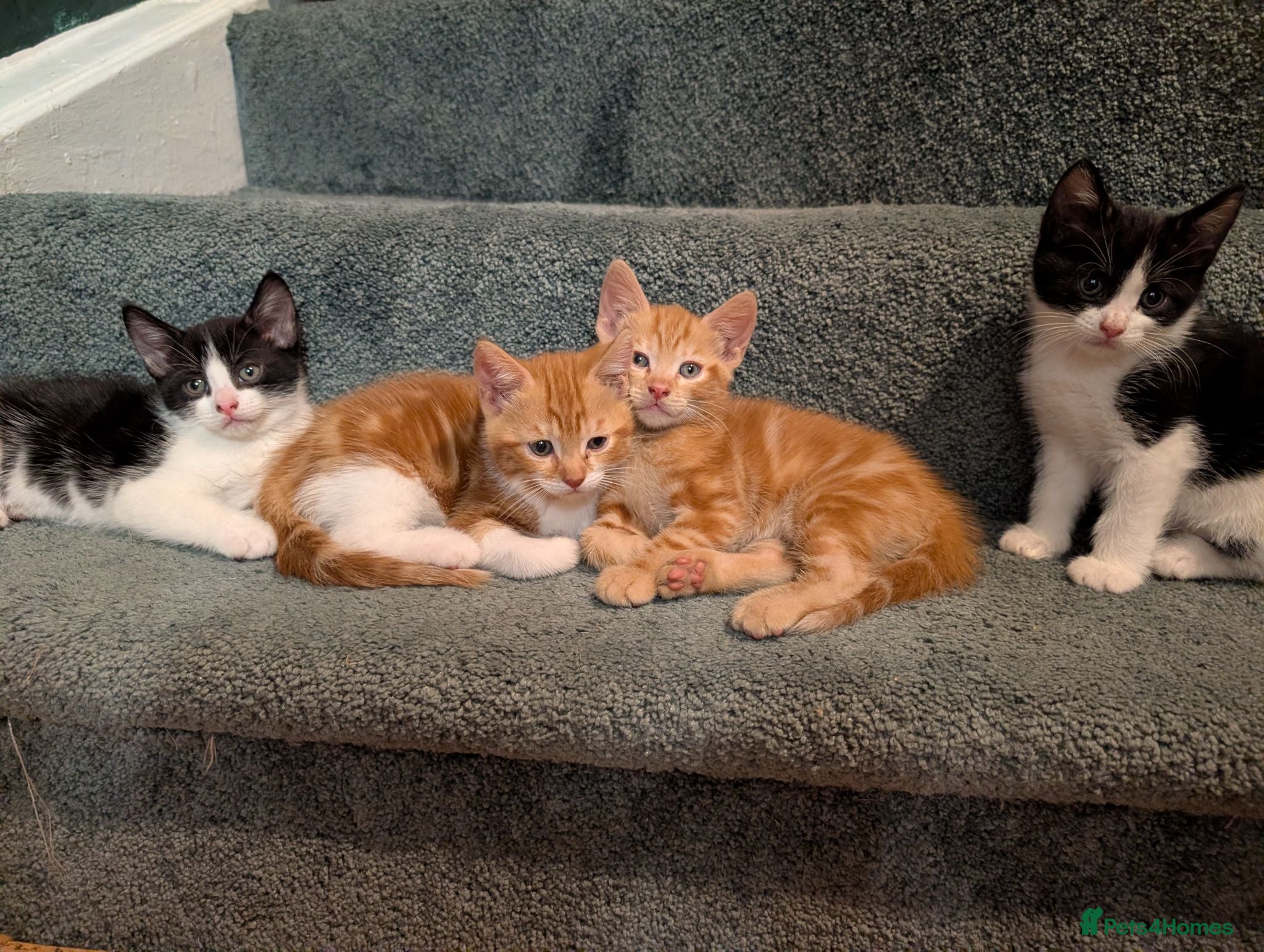 Mixed Breed cats Maine coon mix - Advert 10
