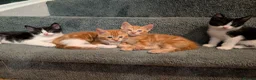 Mixed Breed cats for sale: Maine coon mix - Advert 1