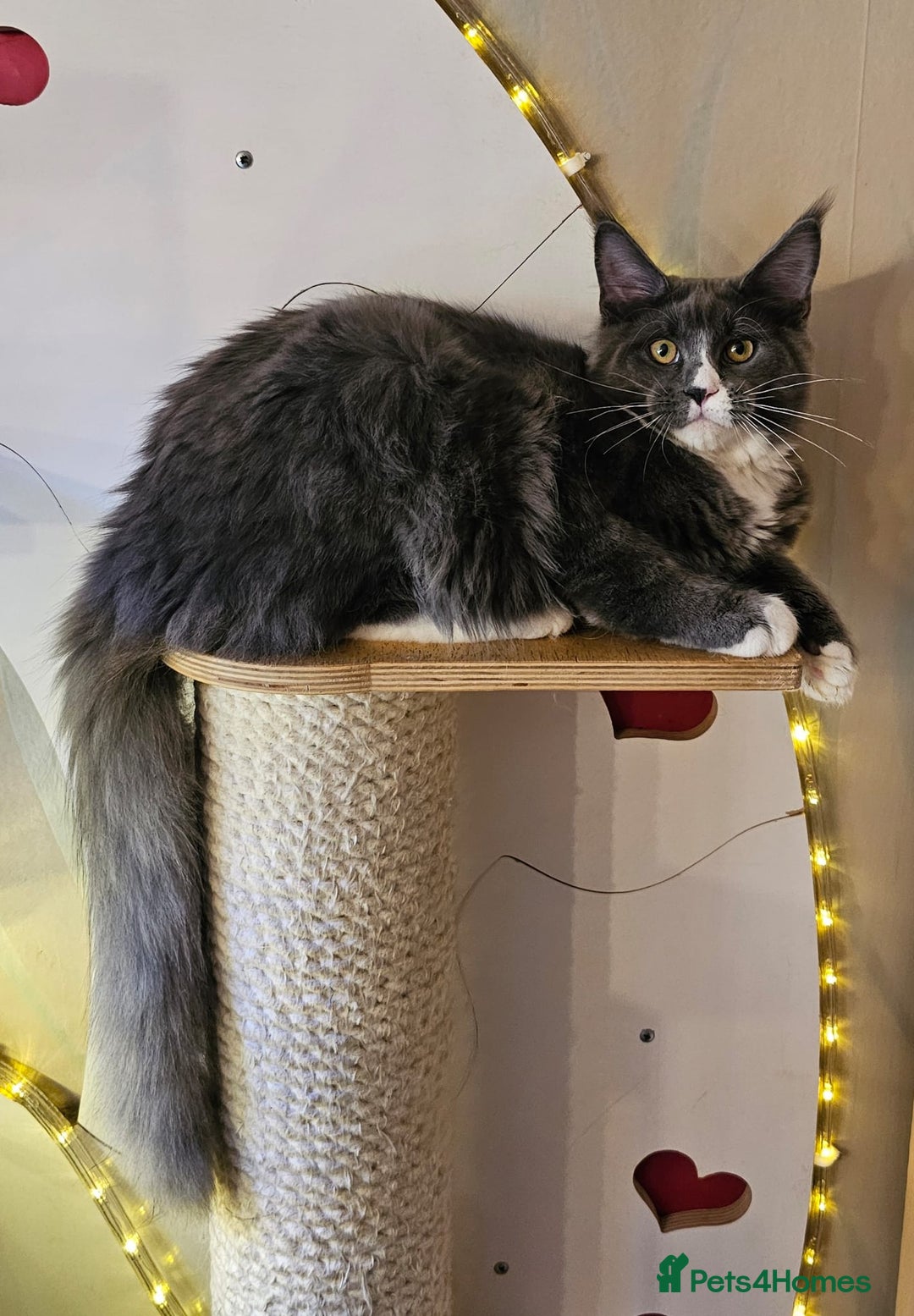 Maine Coon cats for sale: BLUE AND WHITE Maine Coons **last one left** - Advert 4