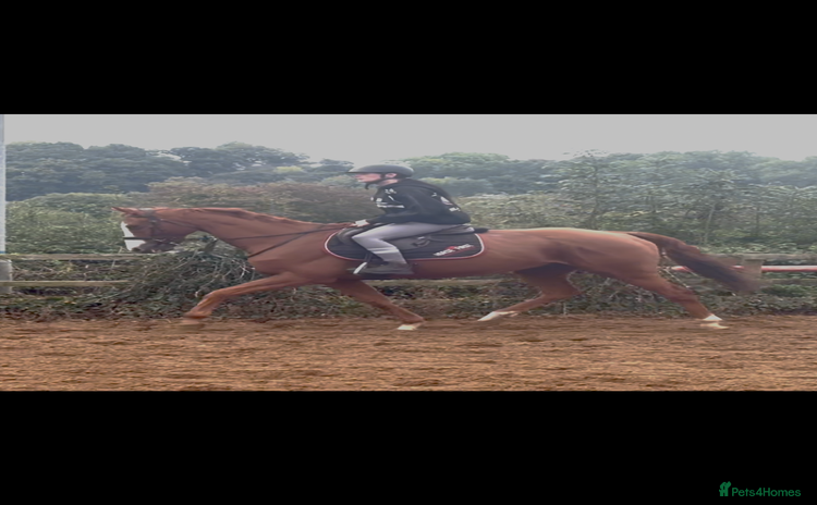 English Thoroughbred horses - Advert 1