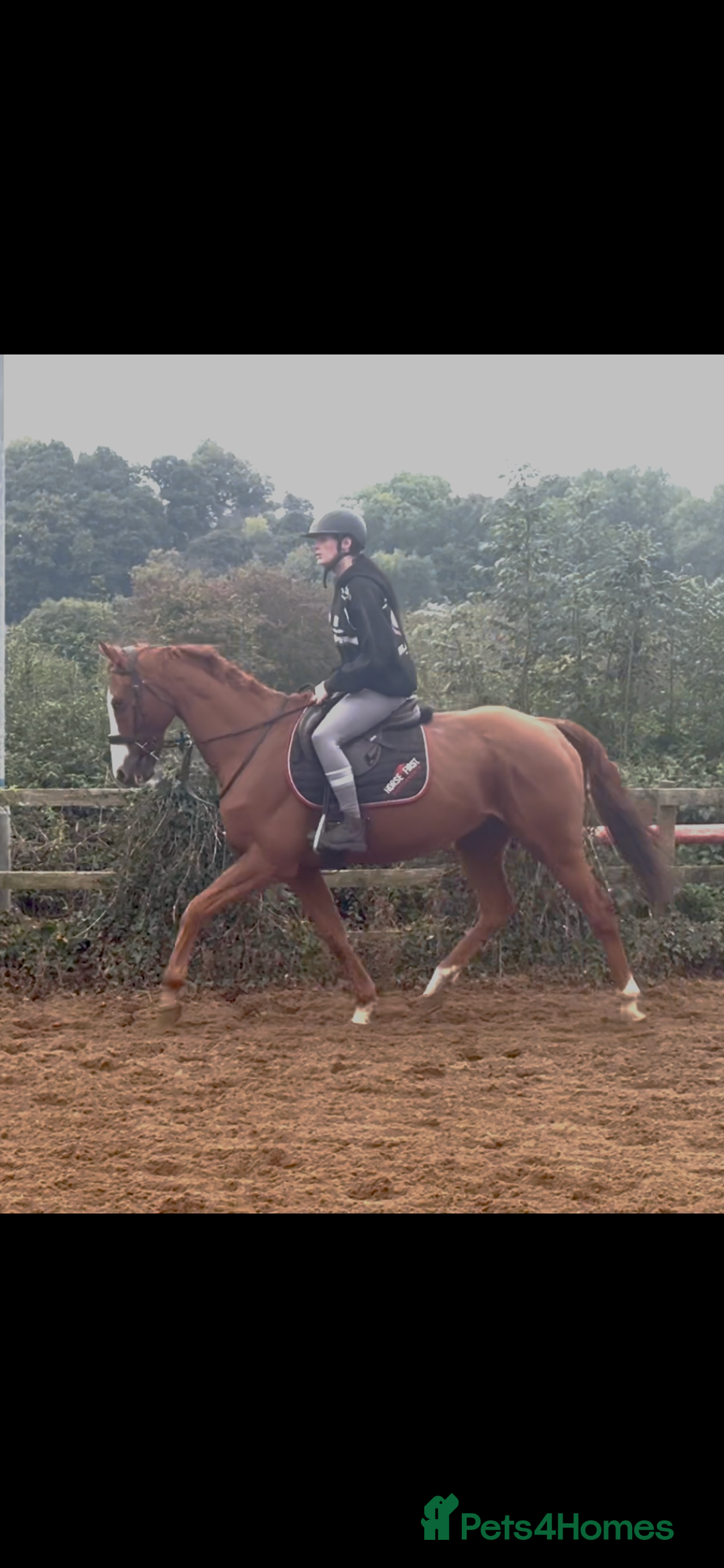 English Thoroughbred horses for sale: King the local superstar - Image 1