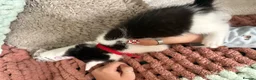 Ragdoll cats for sale: Ragdoll cross  in Selby - Advert 10