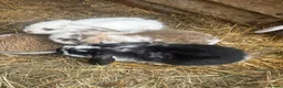 French Lop rabbits for sale: Gorgeous French lop babies ready to leave  - Advert 2