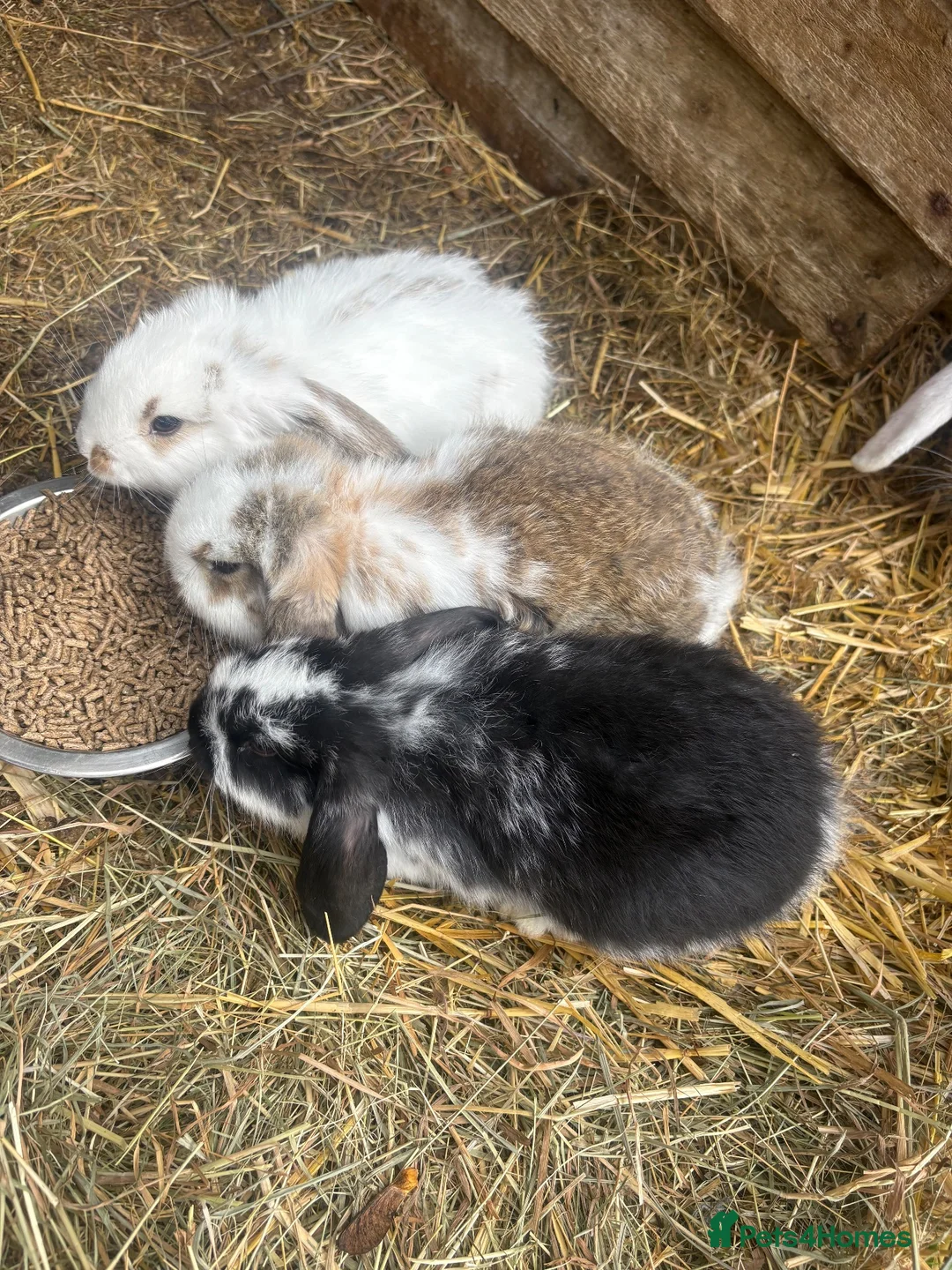 French Lop rabbits for sale: Gorgeous French lop babies ready to leave  - Advert 2