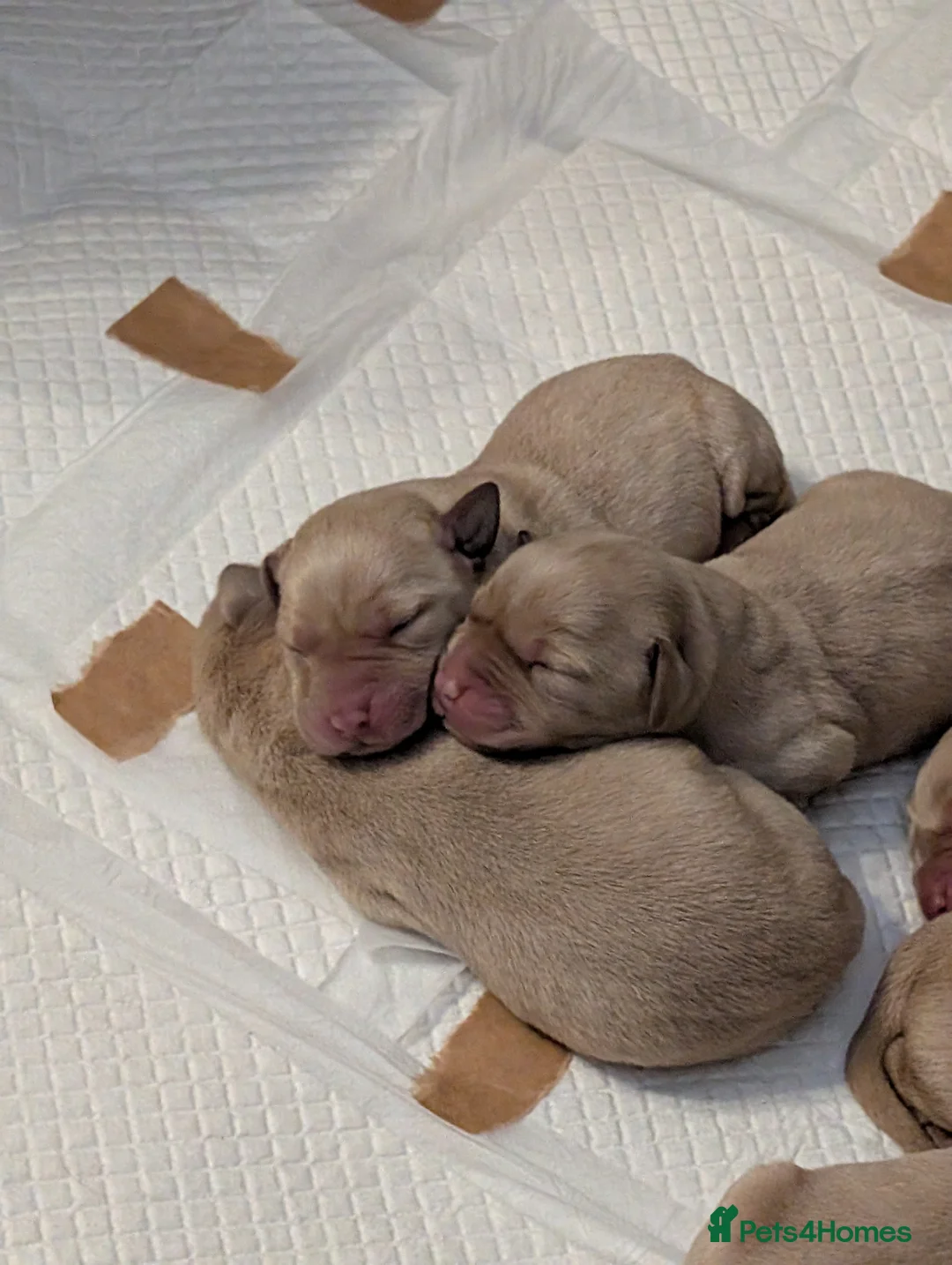 Labrador Retriever dogs for sale: 9 Labrador pups  in Kelso - Advert 1