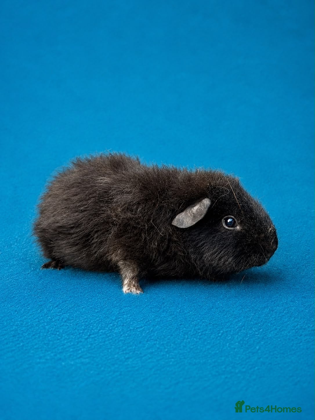 Guinea Pig rodents Beautiful Guinea Pigs available  - Advert 2