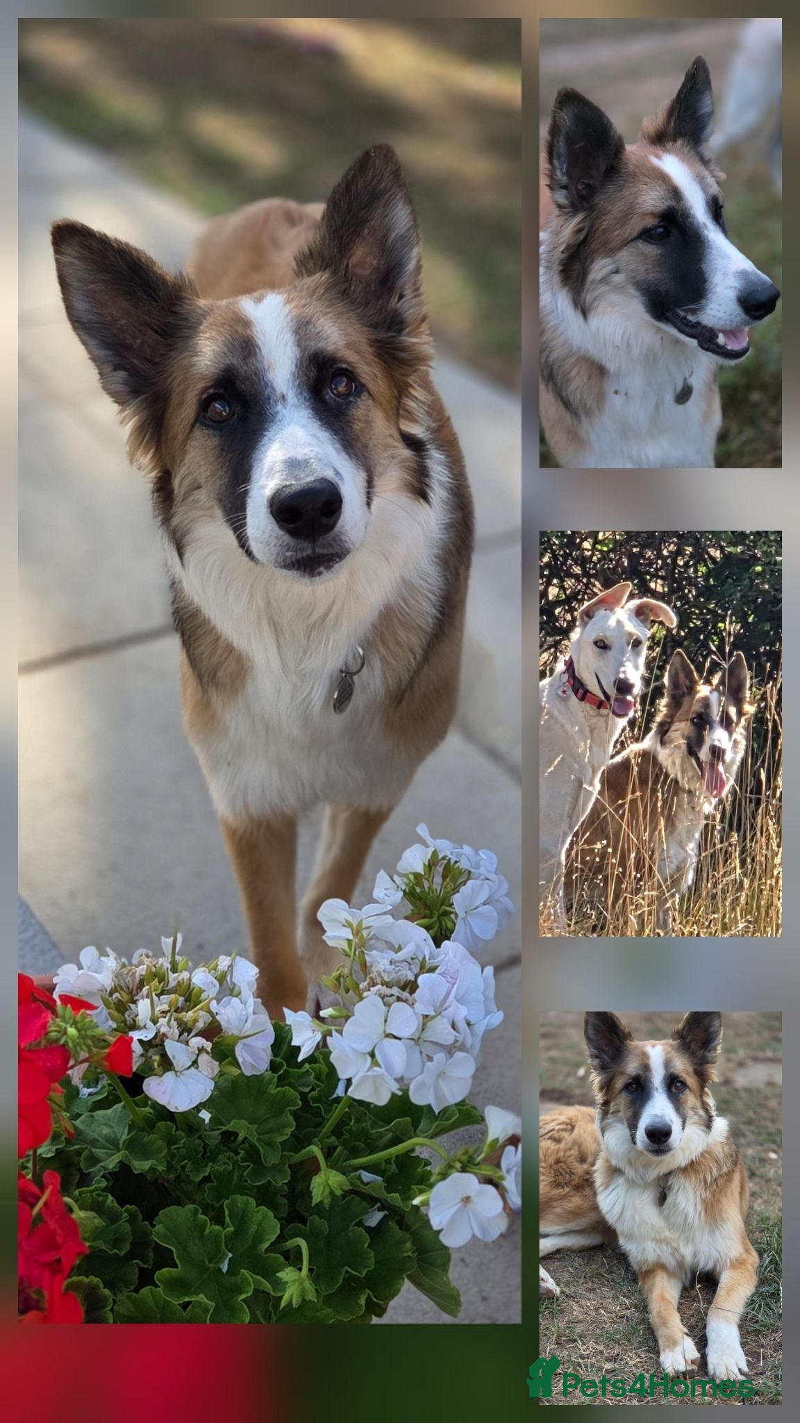 Border Collie dogs From a Very Nervous Stray to a Wonderful Young Dog - Advert 1
