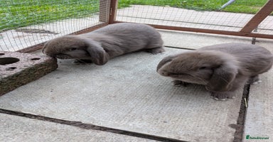 Mini Lop rabbits 1 baby mini lop buck ready to leave now! - Advert 12