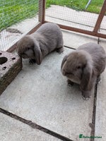 Mini Lop rabbits 1 baby mini lop buck ready to leave now! - Advert 6