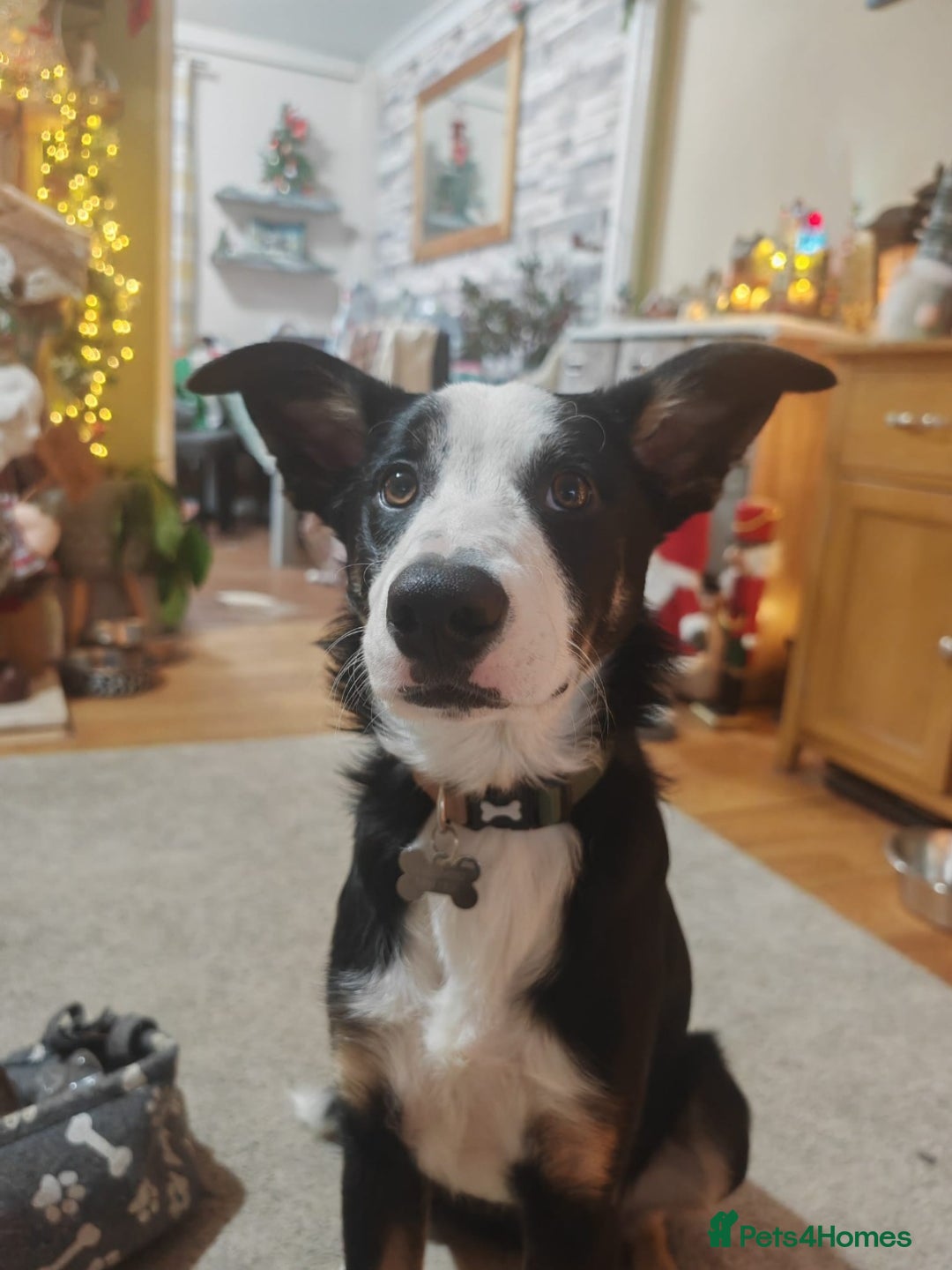 Border Collie dogs for sale: Border Collie Tri Colour - Advert 1