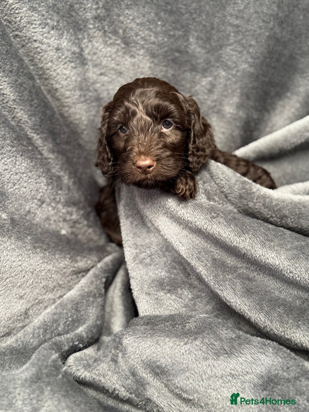 Cockapoo dogs for sale: STUNNING F1 Show Cockapoo Puppies  - Image 5