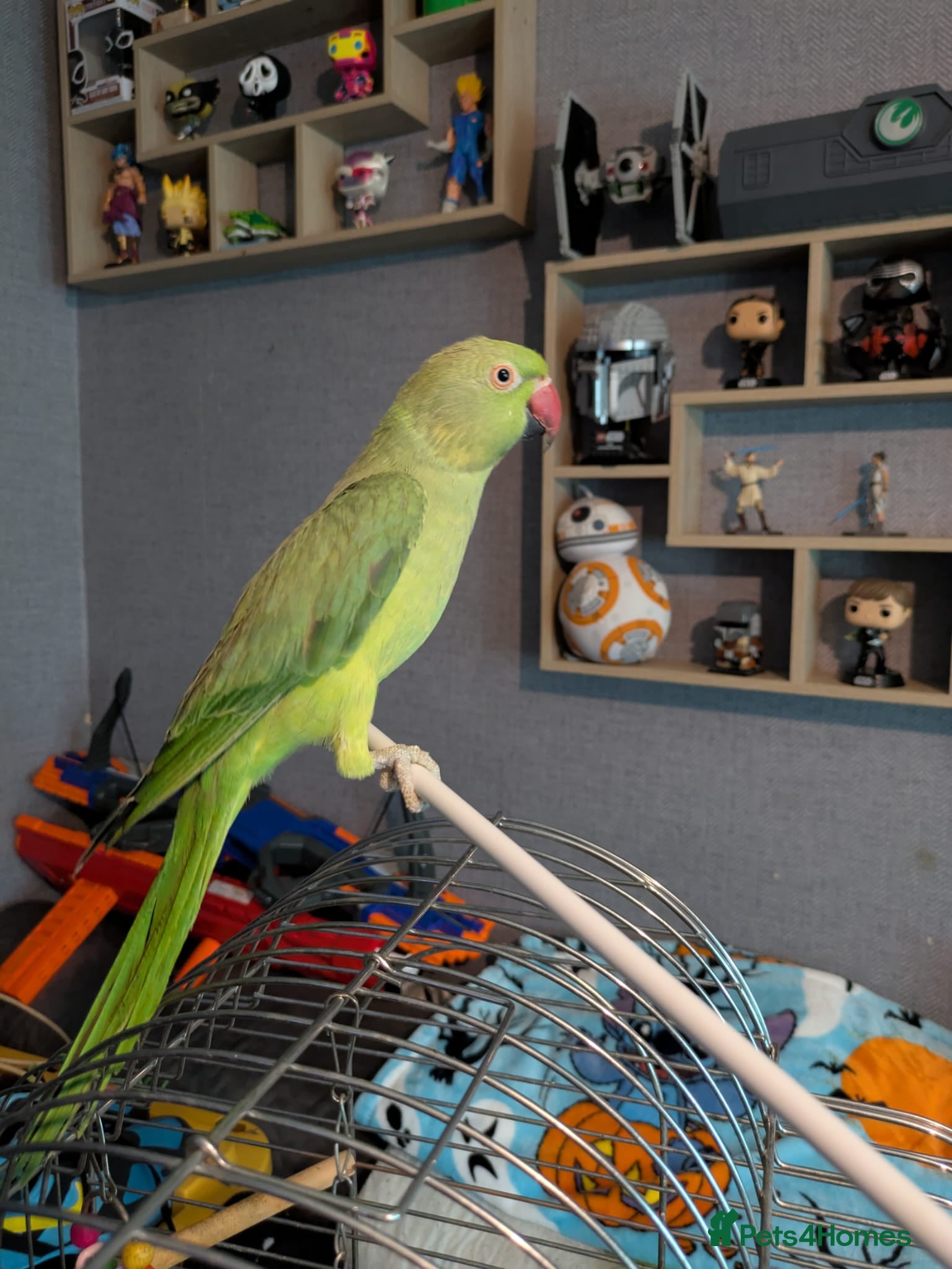Parrots birds Beautiful ringneck looking for a new home - Advert 15