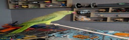 Parrots birds for sale: Beautiful ringneck looking for a new home - Advert 1