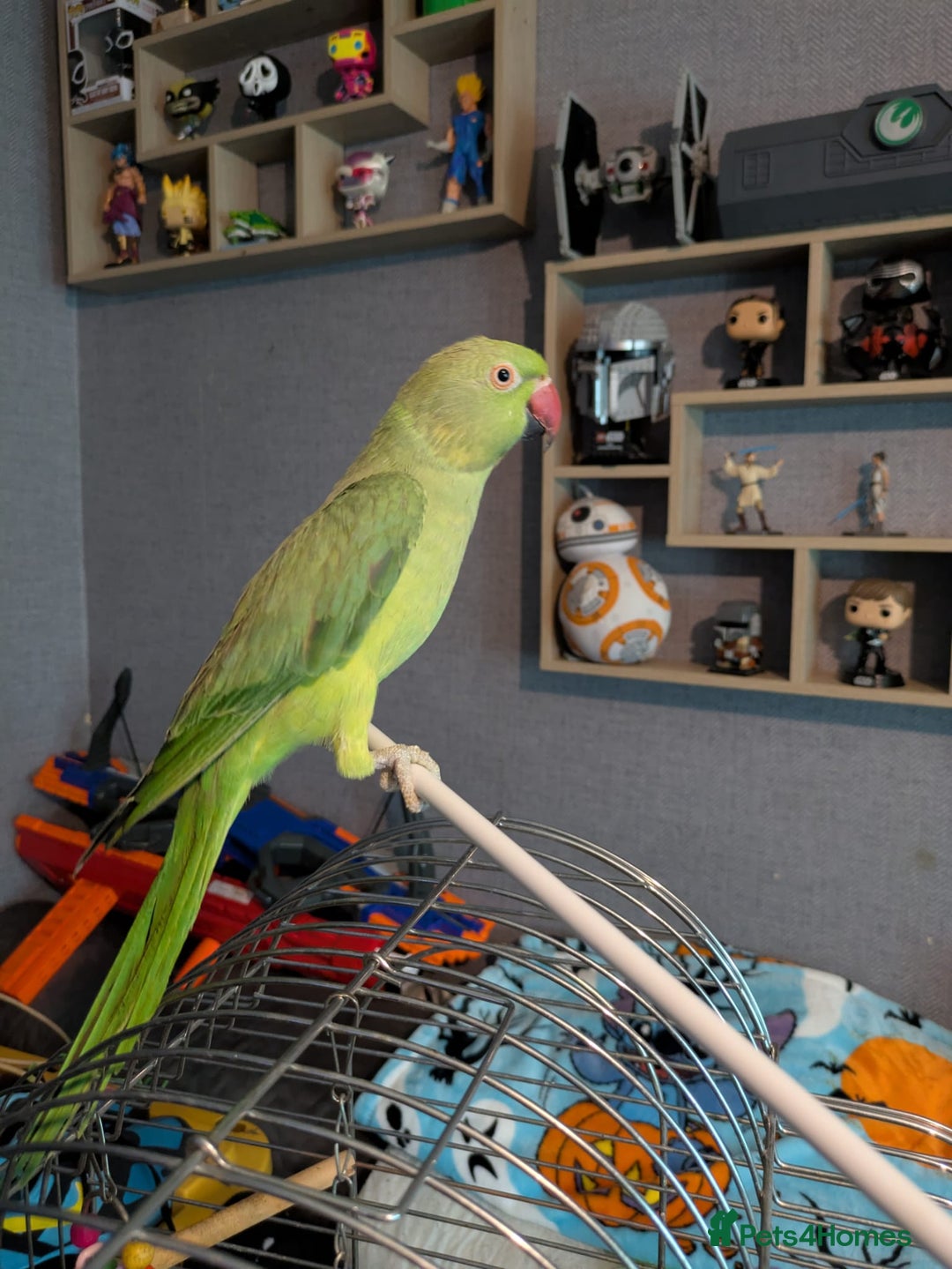 Parrots birds for sale: Beautiful ringneck looking for a new home - Image 1
