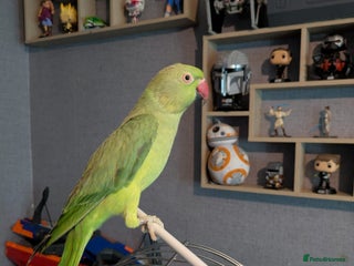 Parrots birds - Advert 2