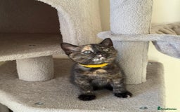 British Shorthair cats for sale: Mix British shorthair kittens for sale  - Image 11