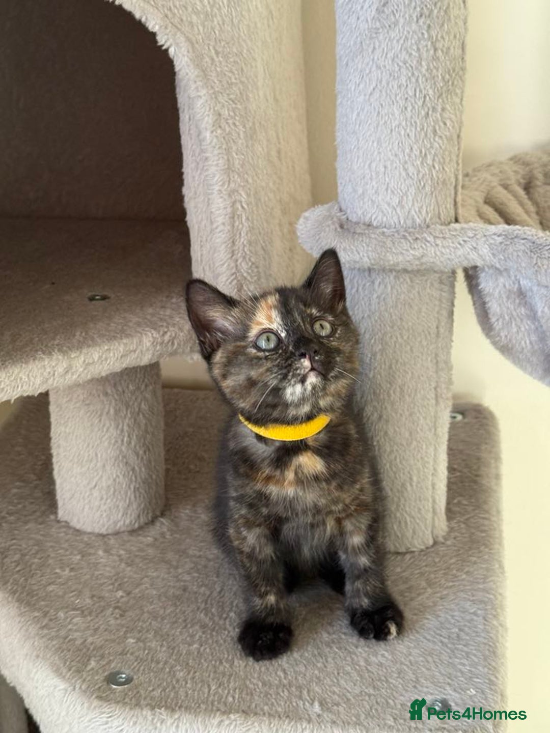 British Shorthair cats for sale: Mix British shorthair kittens for sale  - Image 11