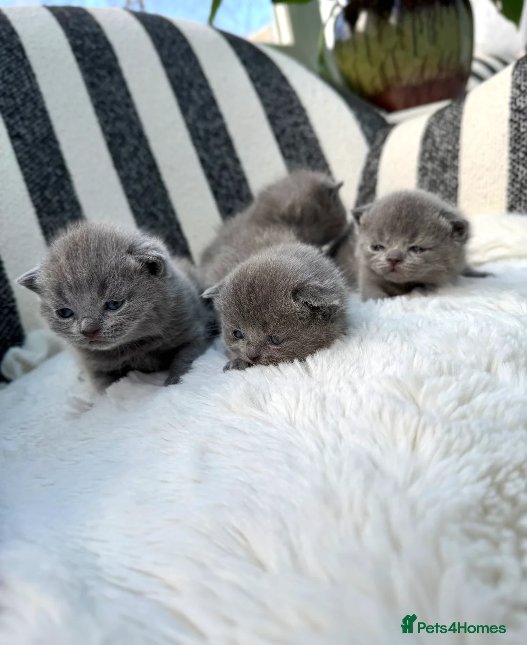 British Shorthair cats for sale: British Shorthair 💝 - Advert 5