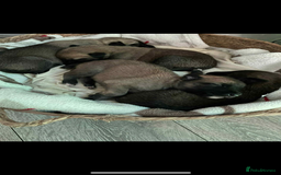 Mixed Breed dogs for sale: Belgian Malinois X Greyhound   - Image 2
