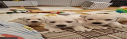 Labrador Retriever dogs for sale: STUNNING LABRADOR PUPPIES ONLY 1 GIRL LEFT. - Advert 13